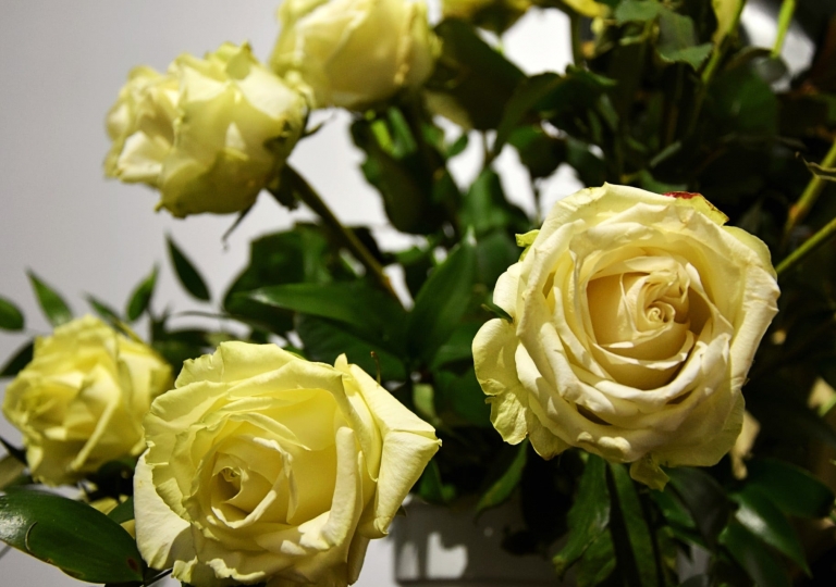 127456046_164616262046490_7875562350197798454_o